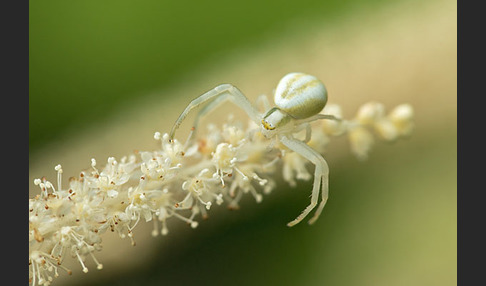 Veränderliche Krabbenspinne (Misumena vatia)