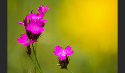 Karthäuser-Nelke (Dianthus carthusianorum)