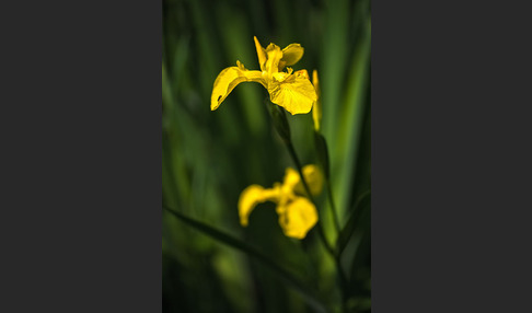 Wasser-Schwertlilie (Iris pseudacorus)