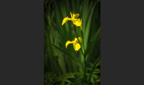 Wasser-Schwertlilie (Iris pseudacorus)