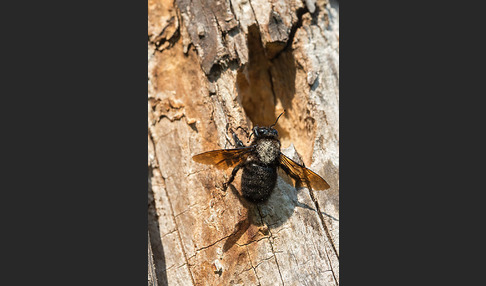 Große Holzbiene (Xylocopa violacea)