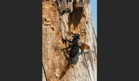 Große Holzbiene (Xylocopa violacea)