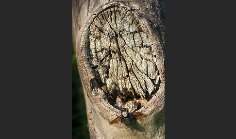 Große Holzbiene (Xylocopa violacea)