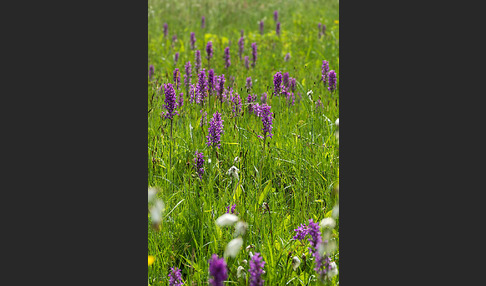 Breitblättrige Kuckucksblume (Dactylorhiza majalis)