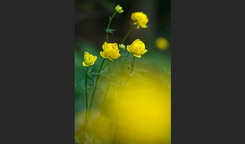 Trollblume (Trollius europaeus)