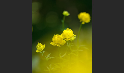 Trollblume (Trollius europaeus)