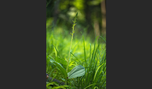 Großes Zweiblatt (Listera ovata)