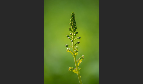 Großes Zweiblatt (Listera ovata)