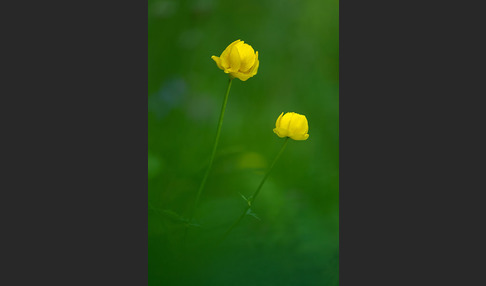 Trollblume (Trollius europaeus)