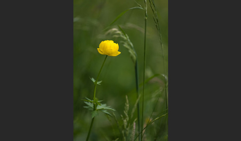 Trollblume (Trollius europaeus)