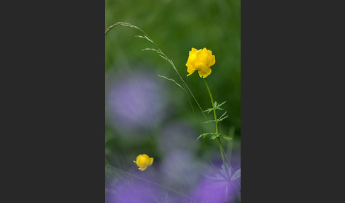 Trollblume (Trollius europaeus)