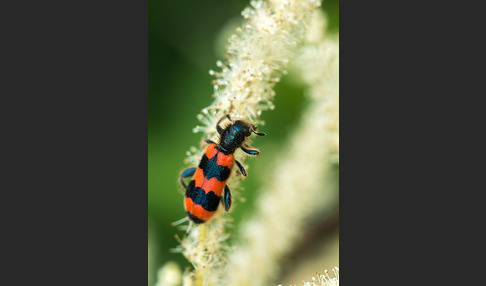 Gemeiner Bienenkäfer (Trichodes apiarius)