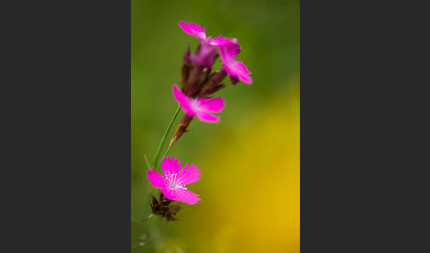 Karthäuser-Nelke (Dianthus carthusianorum)