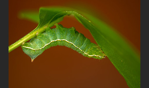 Svenssons Pyramideneule (Amphipyra berbera)