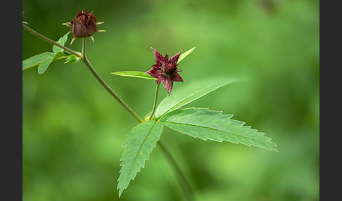 Sumpfblutauge (Potentilla palustris)