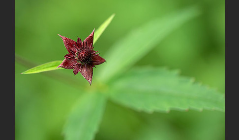 Sumpfblutauge (Potentilla palustris)