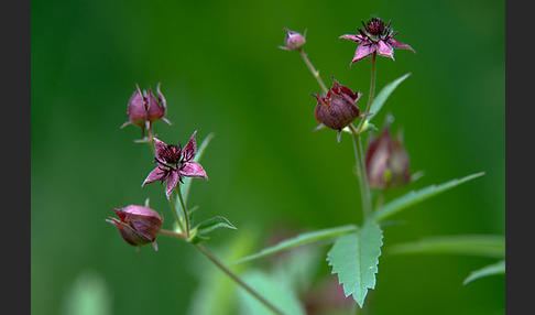 Sumpfblutauge (Potentilla palustris)