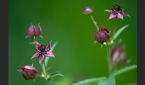 Sumpfblutauge (Potentilla palustris)