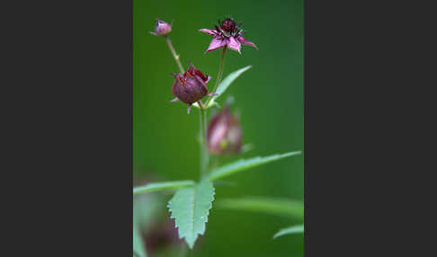 Sumpfblutauge (Potentilla palustris)