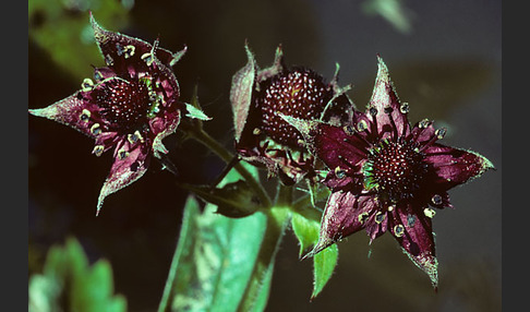 Sumpfblutauge (Potentilla palustris)