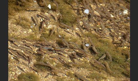 Fischbrut (Jungfische)