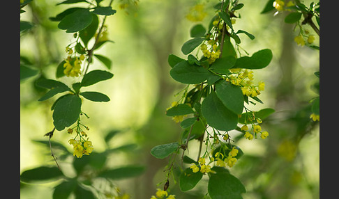 Gemeine Berberitze (Berberis vulgaris)