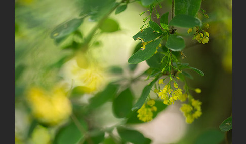 Gemeine Berberitze (Berberis vulgaris)