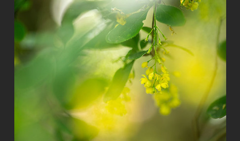 Gemeine Berberitze (Berberis vulgaris)