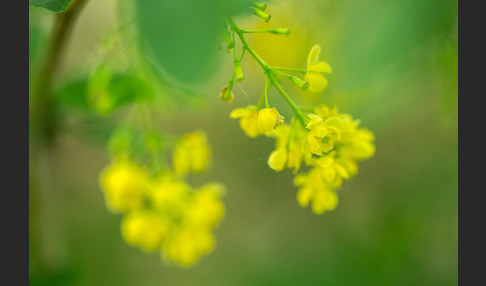 Gemeine Berberitze (Berberis vulgaris)