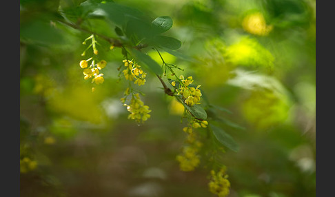 Gemeine Berberitze (Berberis vulgaris)