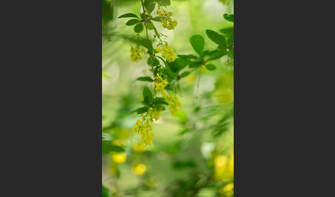 Gemeine Berberitze (Berberis vulgaris)