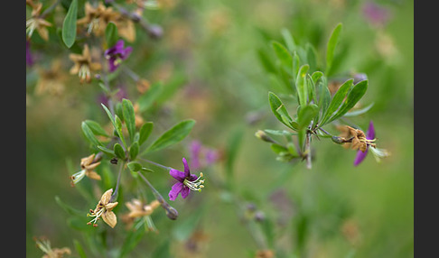 Gemeiner Bocksdorn (Lycium barbarum)