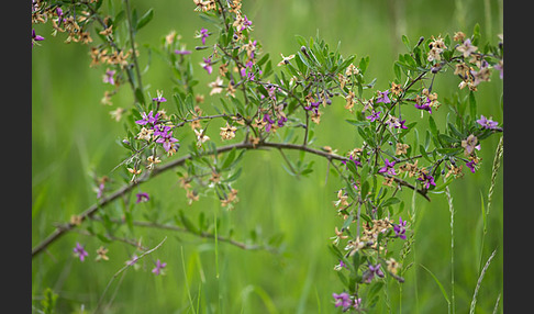 Gemeiner Bocksdorn (Lycium barbarum)