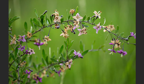 Gemeiner Bocksdorn (Lycium barbarum)