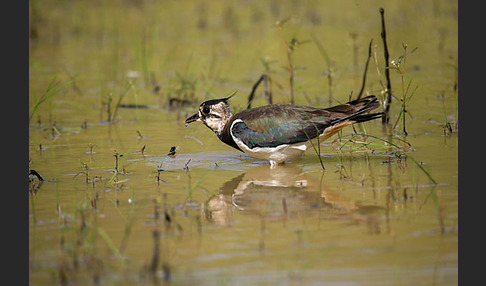 Kiebitz (Vanellus vanellus)