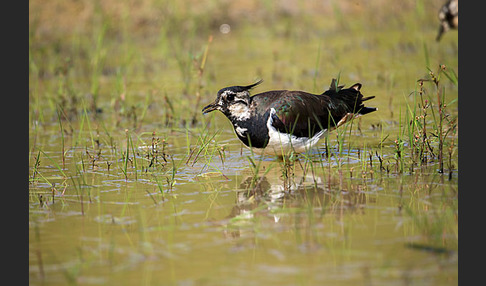 Kiebitz (Vanellus vanellus)