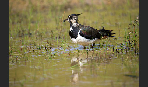 Kiebitz (Vanellus vanellus)