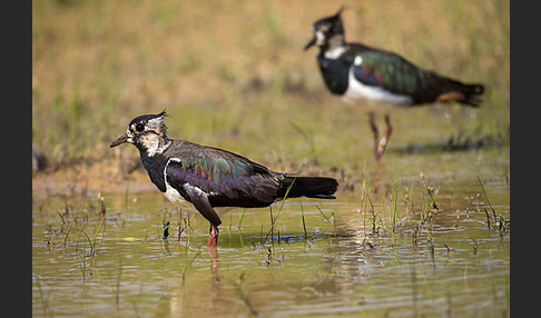 Kiebitz (Vanellus vanellus)