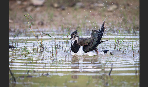 Kiebitz (Vanellus vanellus)