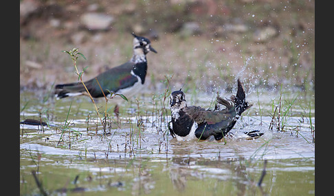 Kiebitz (Vanellus vanellus)