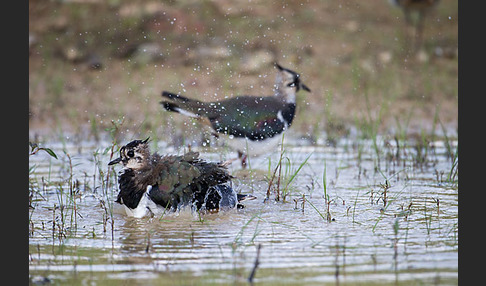 Kiebitz (Vanellus vanellus)