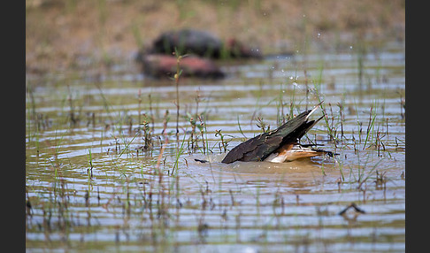 Kiebitz (Vanellus vanellus)