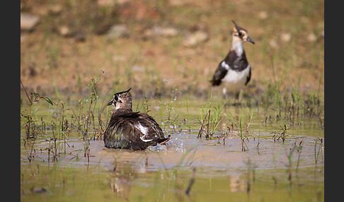 Kiebitz (Vanellus vanellus)