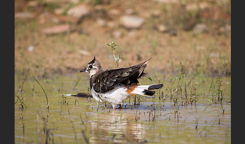 Kiebitz (Vanellus vanellus)