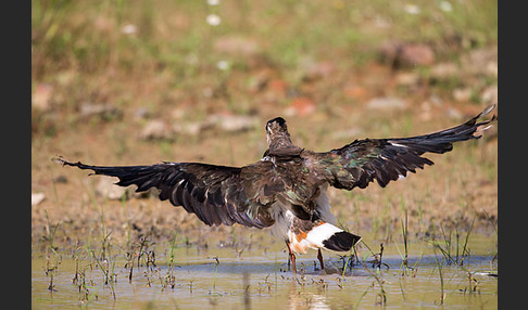 Kiebitz (Vanellus vanellus)