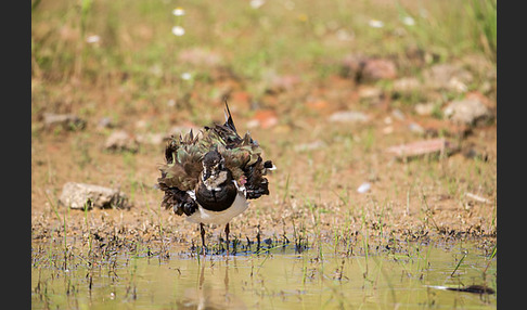 Kiebitz (Vanellus vanellus)