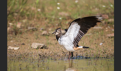 Kiebitz (Vanellus vanellus)