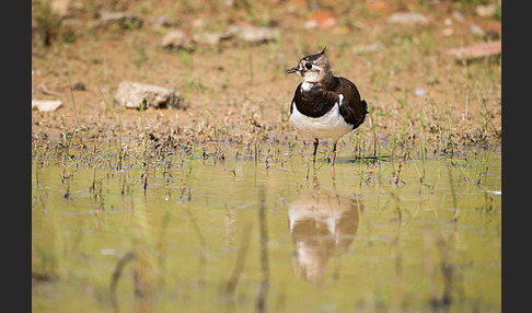 Kiebitz (Vanellus vanellus)