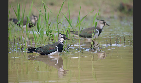 Kiebitz (Vanellus vanellus)