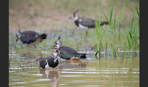 Kiebitz (Vanellus vanellus)